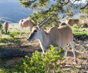 Technology teams up for eland conservation