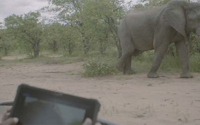 Tech plays its part in elephant conservation