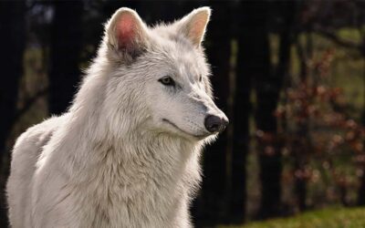 These dire wolves were brought back from extinction