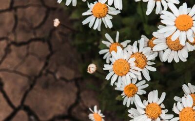 Channel resilience challenged in 2026